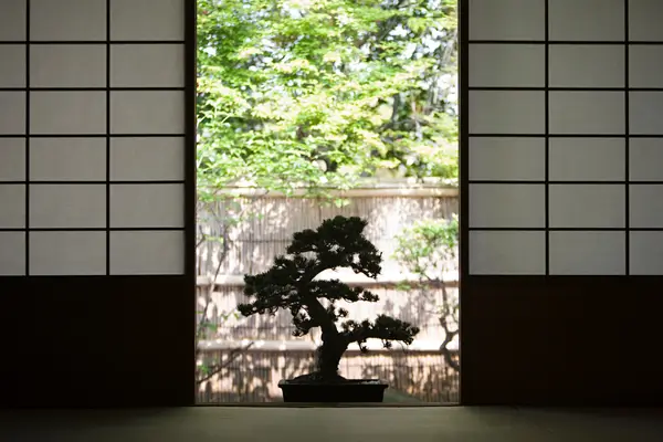 como-cuidar-de-bonsai