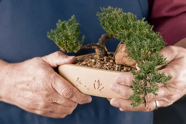como-cuidar-de-bonsai
