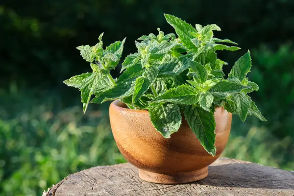 como-cultivar-erva-cidreira