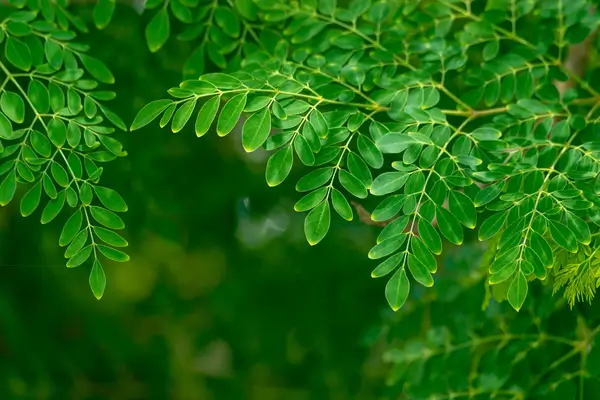 moringa-oleifera