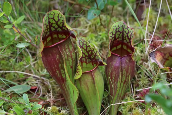 serracenia