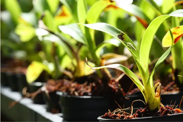 como-fazer-muda-de-orquidea