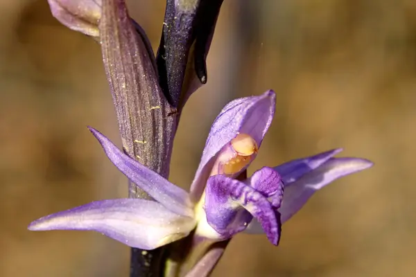 orquideas-silvestres