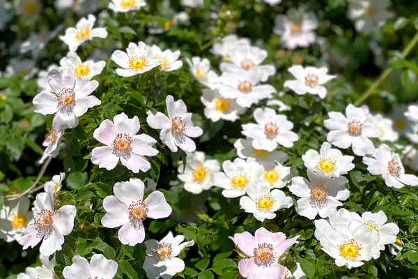 flores-do-campo