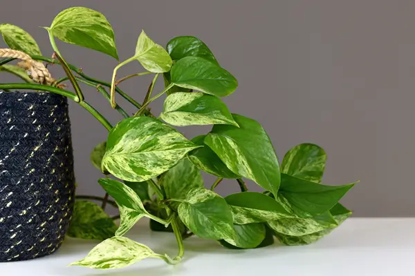 planta-jiboia