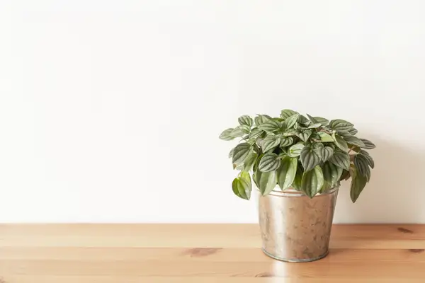 peperomia