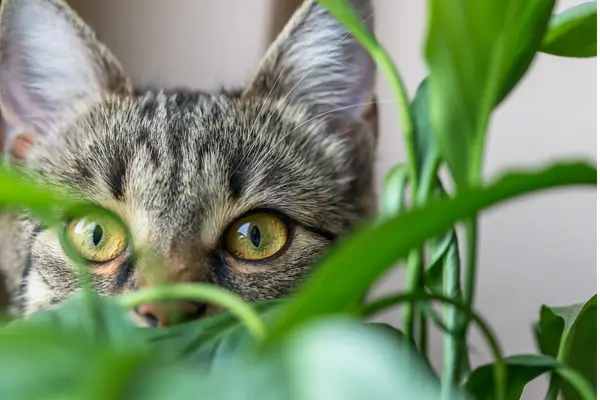 plantas-seguras-para-gatos