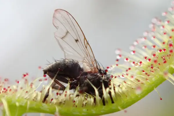 como-cuidar-de-planta-carnivora