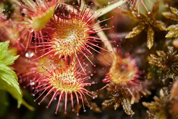 drosera