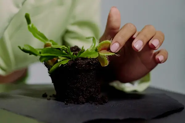 plantas-carnivoras