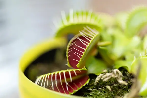 venus-flytrap