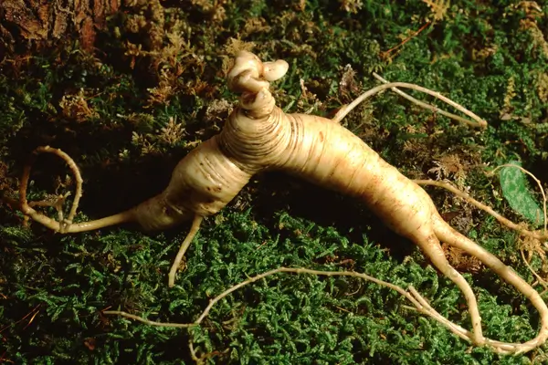 panax-ginseng