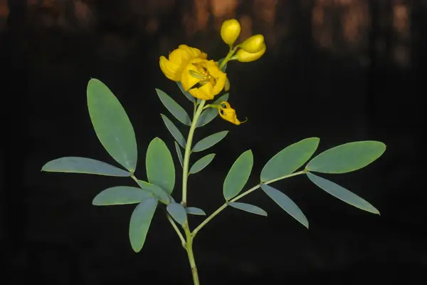 planta-sene