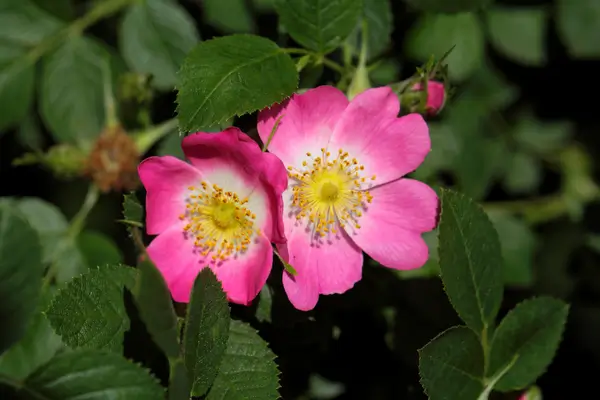 planta-rosa-mosqueta