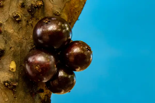 jabuticaba
