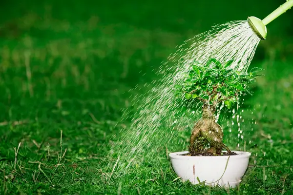 como-regar-bonsai