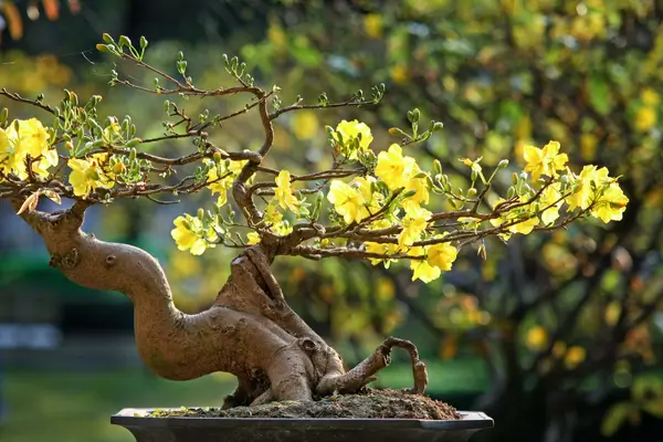 bonsai-de-frutiferas