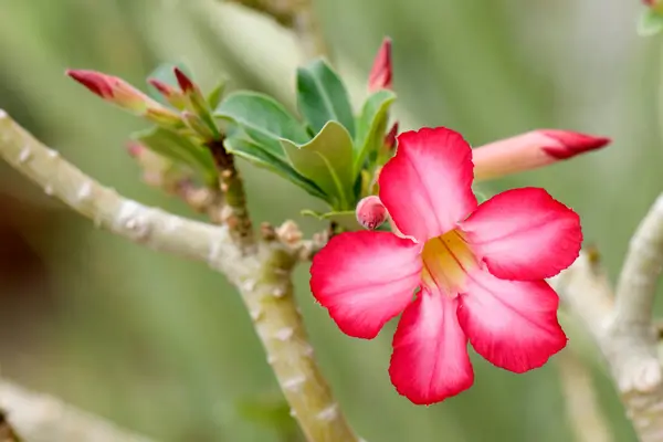 bonsai-de-rosa-do-deserto