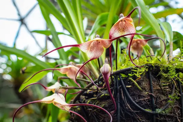 orquidea-cara-de-macaco