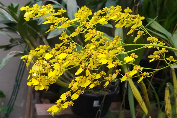 orquidea-chuva-de-ouro