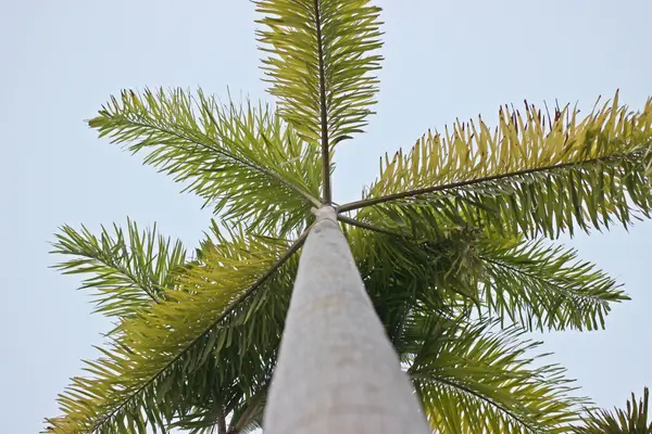 palmeira-carpentaria