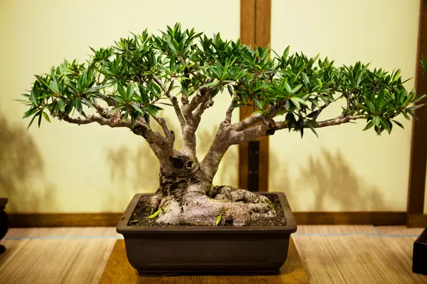 bonsai-de-figueira
