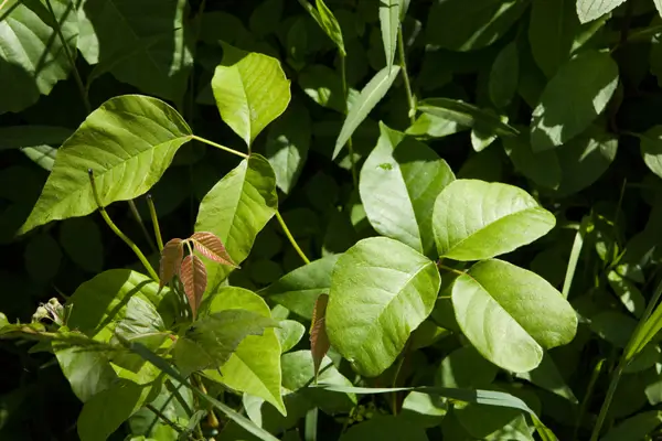 como-cuidar-da-planta-hera-venenosa
