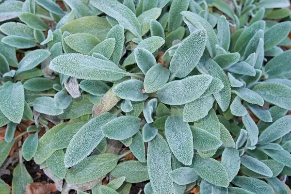 peixinho-da-horta