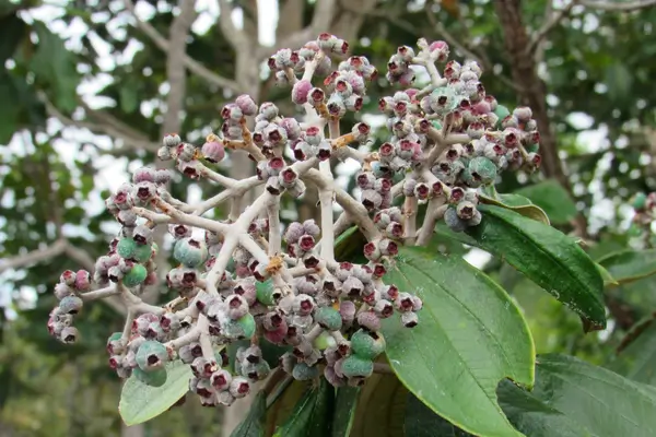 canela-de-velho