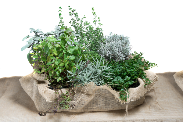 plantas-aromaticas