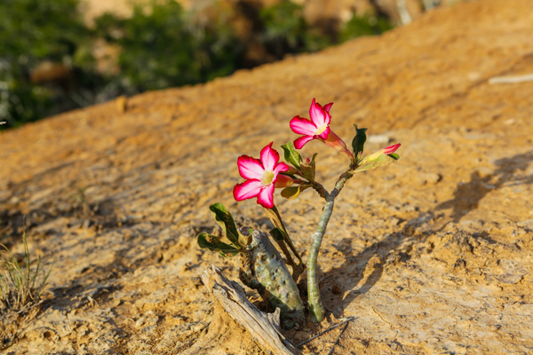 plantas-que-gostam-de-sol
