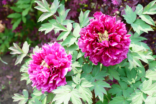 plantas-resistentes-ao-sol