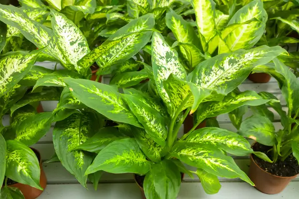 planta-comigo-ninguem-pode