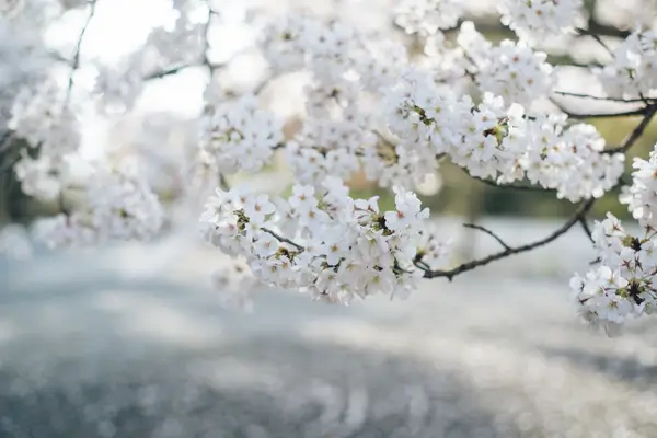 plantas-que-dao-flores-brancas