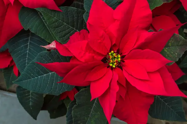 flor-de-natal
