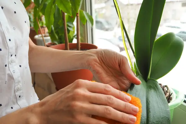como-cuidar-de-orquideas
