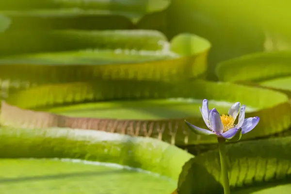 como-cultivar-vitoria-regia