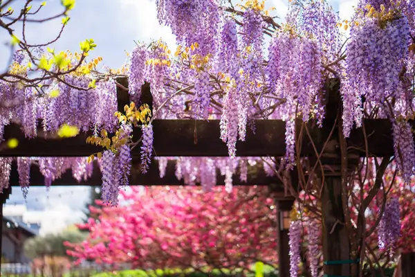 plantas-para-pergolado