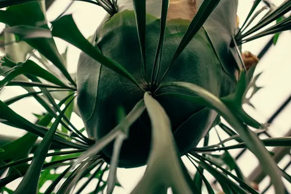 planta-chifre-de-veado