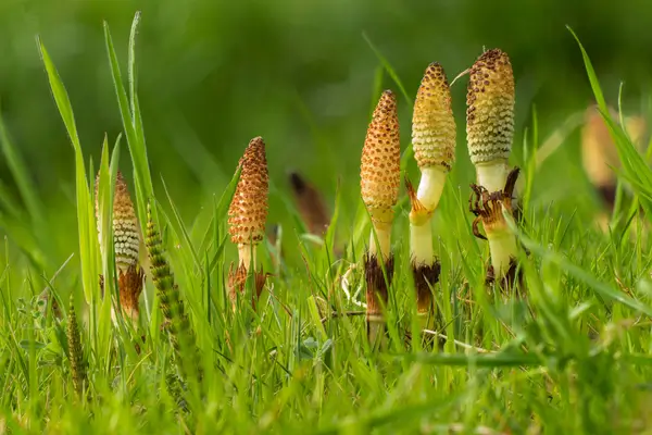 cavalinha-do-campo