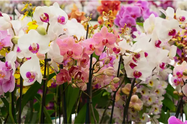 tipos-de-orquideas