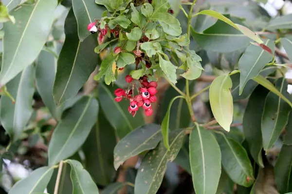 guarana