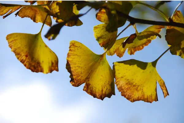 ginko-biloba