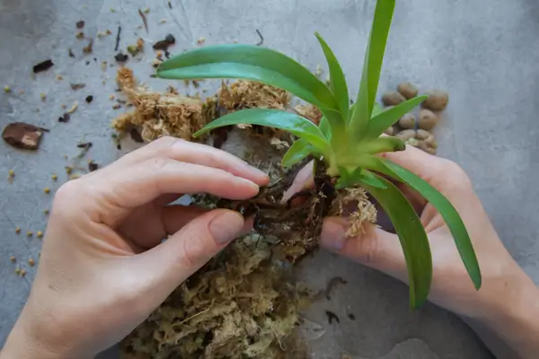 como-replantar-orquídeas