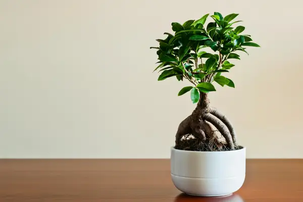 bonsai-de-ficus