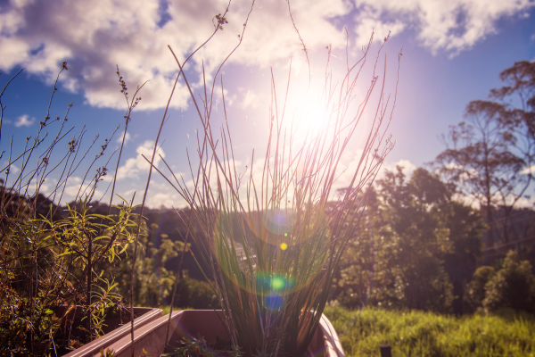 plantas-de-sol-pleno