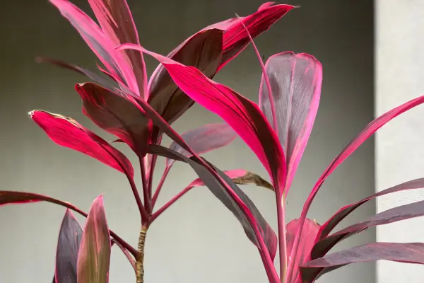 cordyline fruticosa