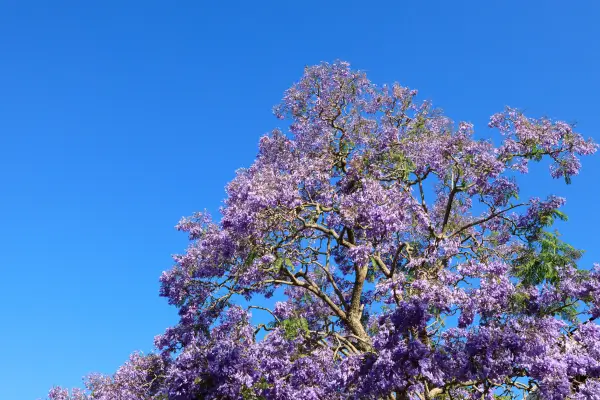 jacaranda
