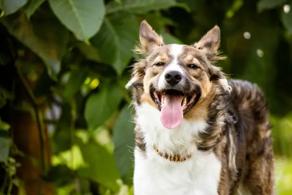 plantas-toxicas-para-pets