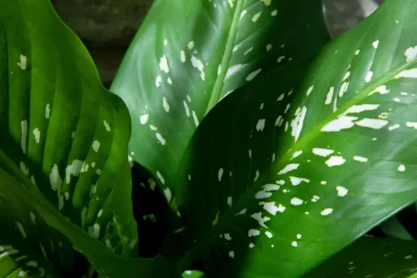 plantas-que-sao-toxicas